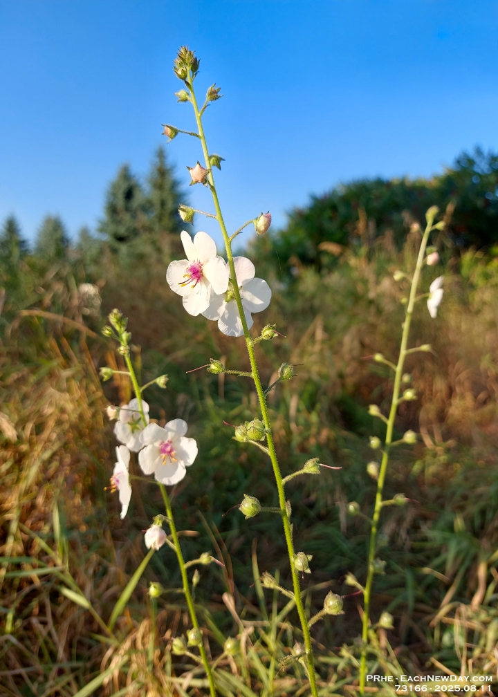 73166ReCrLe - By the meadow, Clayt French Park